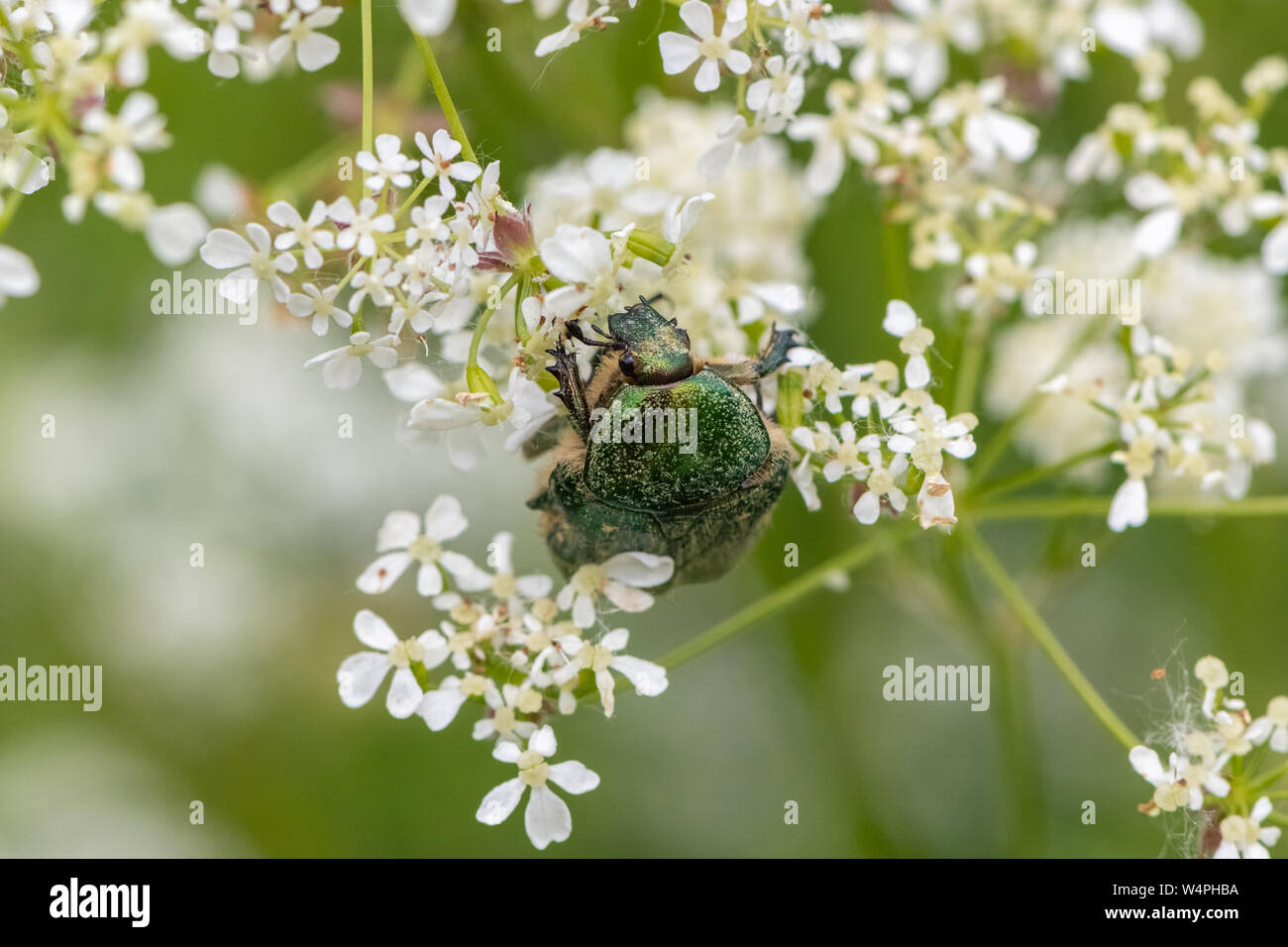Rose Käfer (Cetonia aurata) Stockfoto