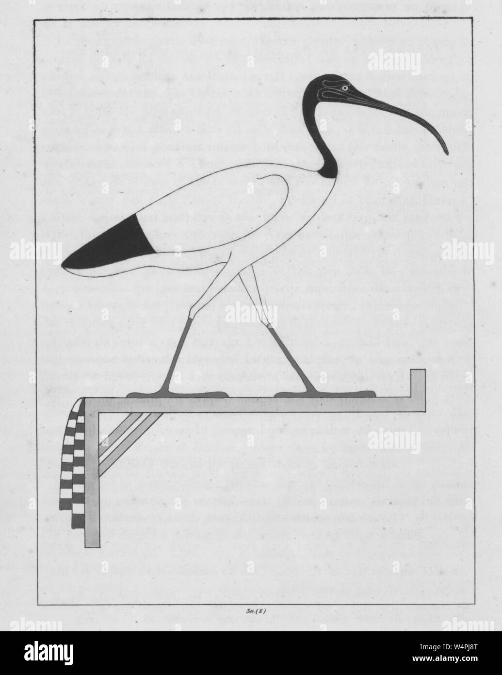 Heiliger Käfer Der Alten ägypter Kreuzworträtsel