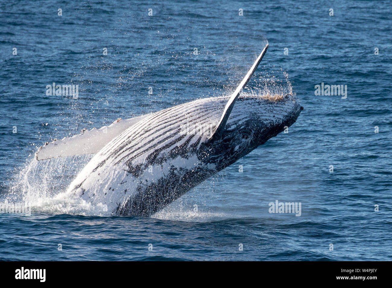Referenzwert Buckelwal Stockfoto