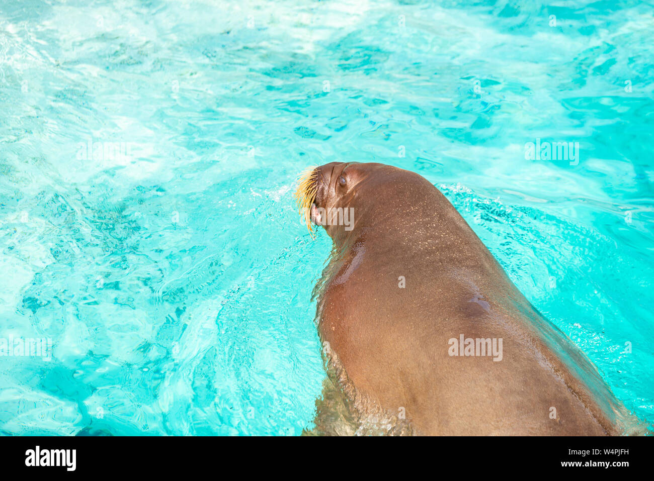 Nahaufnahme eines Walroses in einem Aquarium: Fur and Whiskers Stockfoto