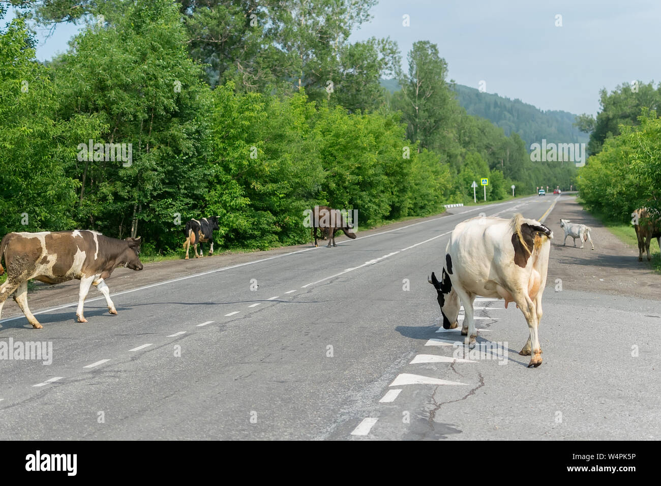 Eine Herde Kühe, die Straße zu überqueren, und eine Gefahr für Autos darstellen Stockfoto