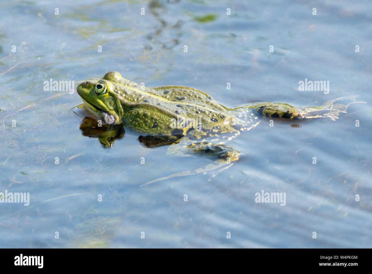 Männliche grüner Frosch im Wasser von einem Teich, zwischen den Wasserpflanzen. Deflationiert vocal Sac sichtbar. Von der Rückseite aus betrachtet. Niederlande, Friesland, Oud Stockfoto