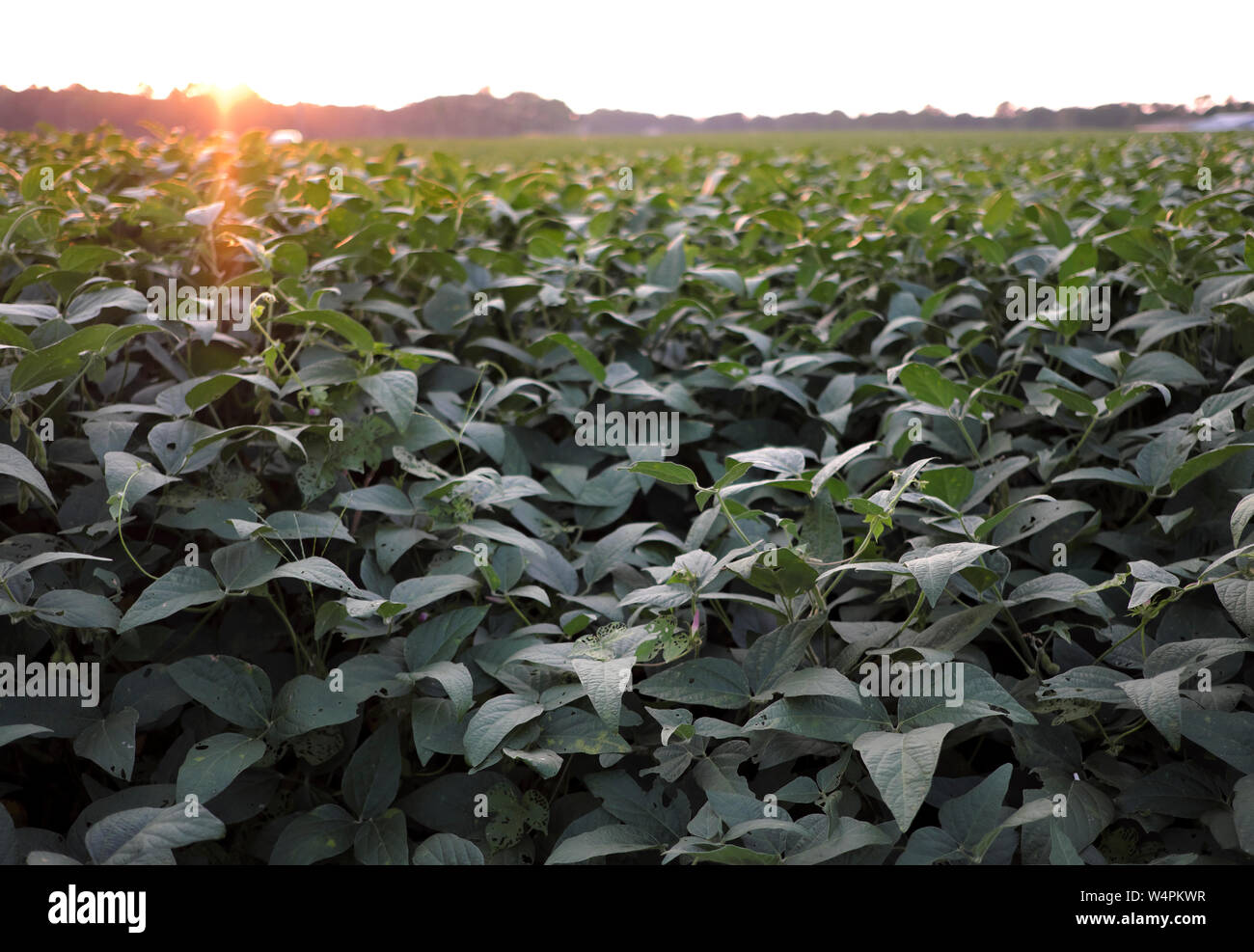 Ein Feld von Soja Kulturpflanzen ist vor der bevorstehenden Ernte in Chesterfield, New Jersey gesehen. Stockfoto