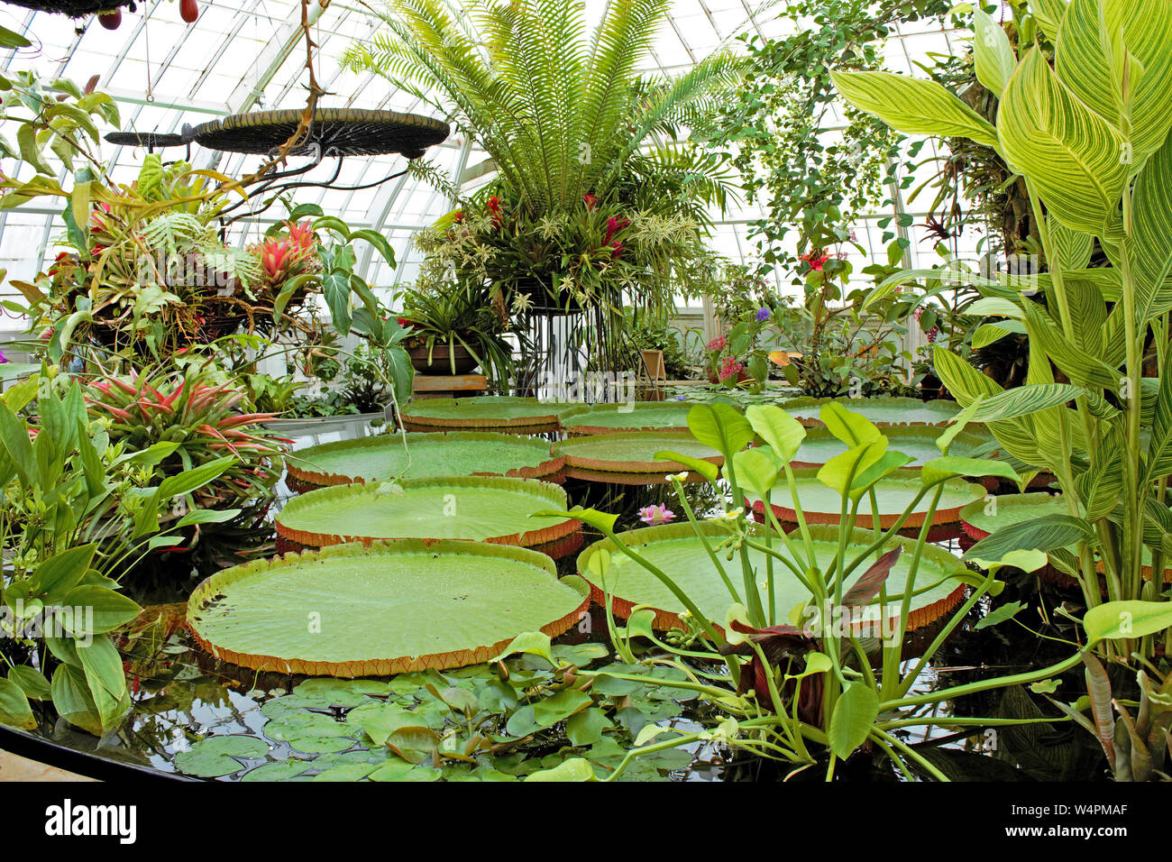 Tropischer Wintergarten Stockfotos und -bilder Kaufen - Alamy