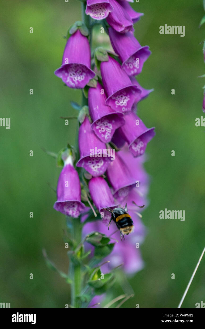 Fliegende Hummel in Wiltshire, Großbritannien Stockfoto