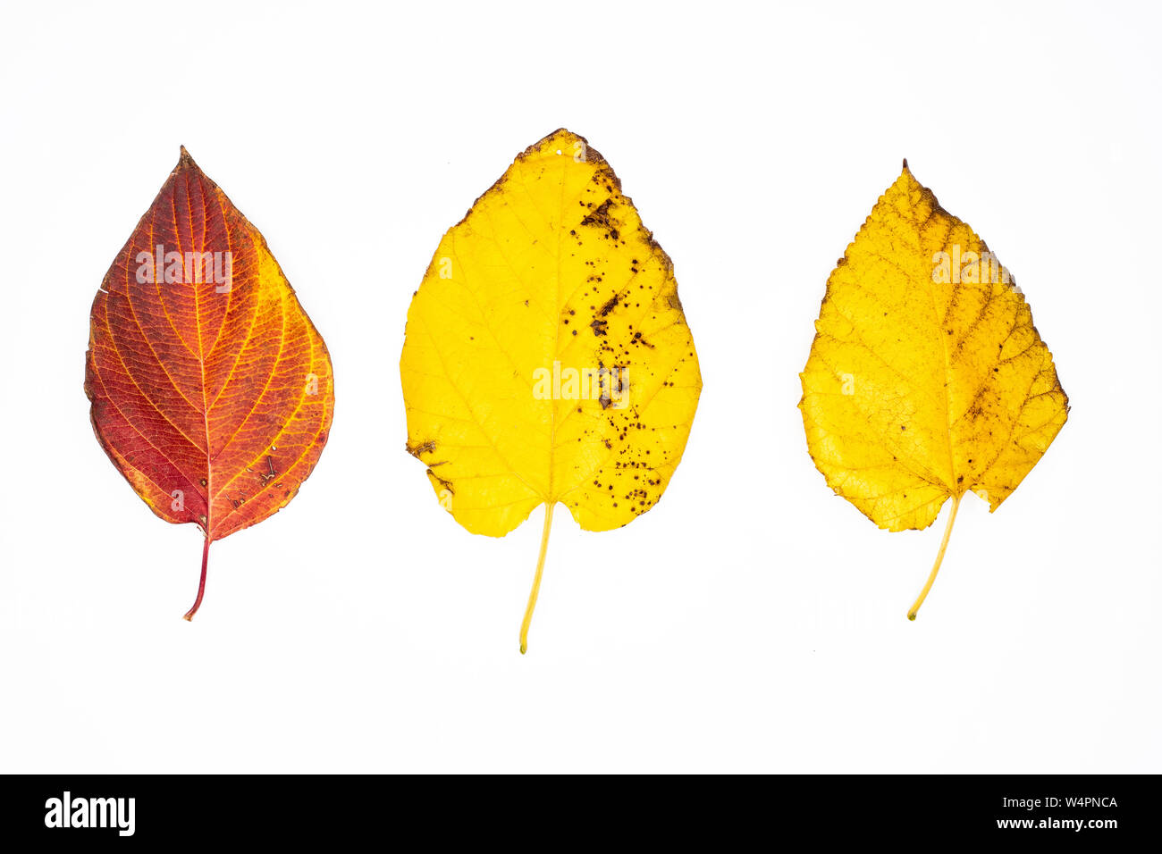 Herbstlaub isolierten auf weißen Hintergrund Stockfoto