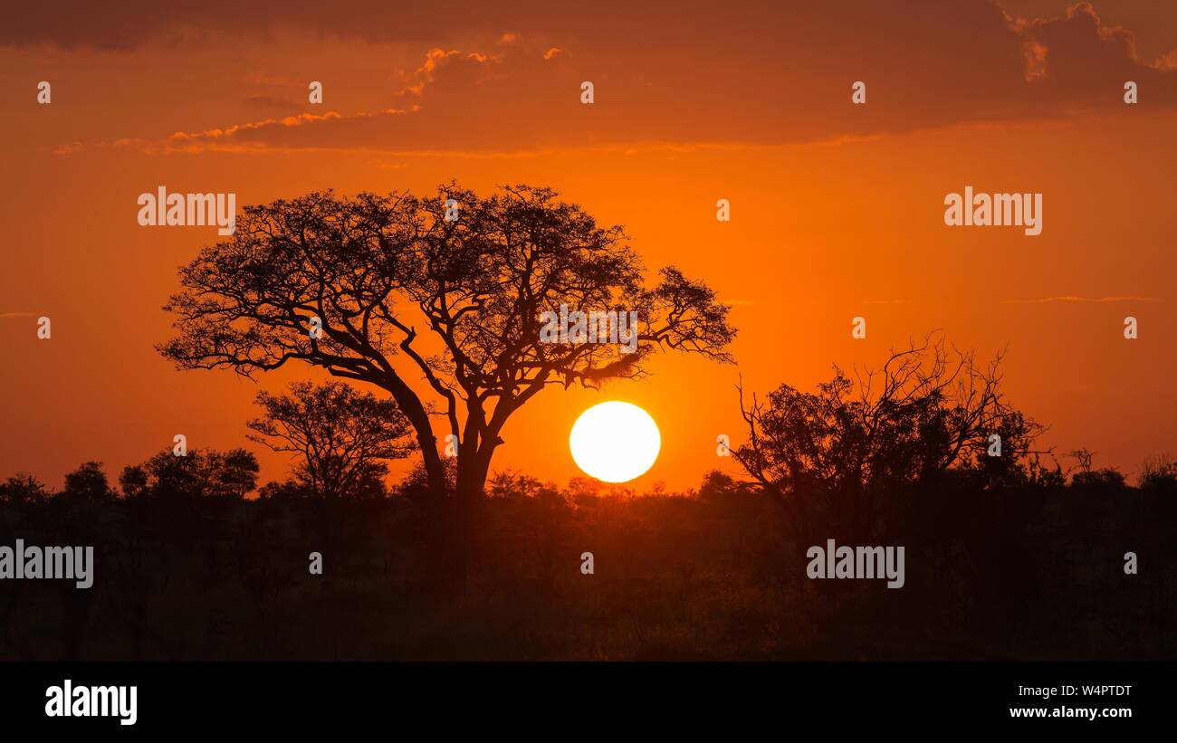 Regenschirm Regenschirm thorn Akazie (Acacia tortilis) bei Sonnenuntergang, Manyeleti Nature Reserve, Südafrika Stockfoto