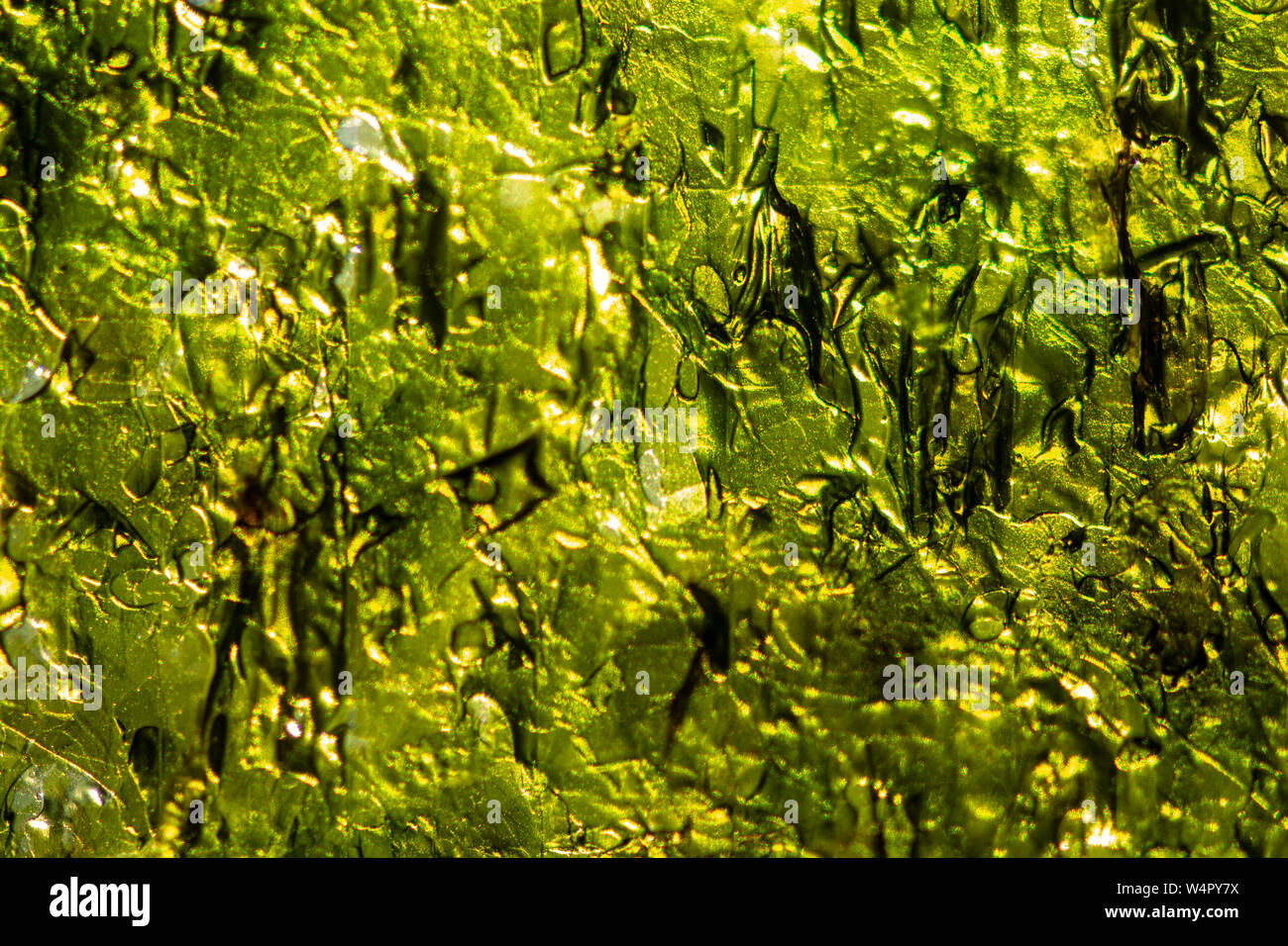 Nahaufnahme von einem gebratenen Seetang Snack mit der einzigartigen Texturen. Stockfoto