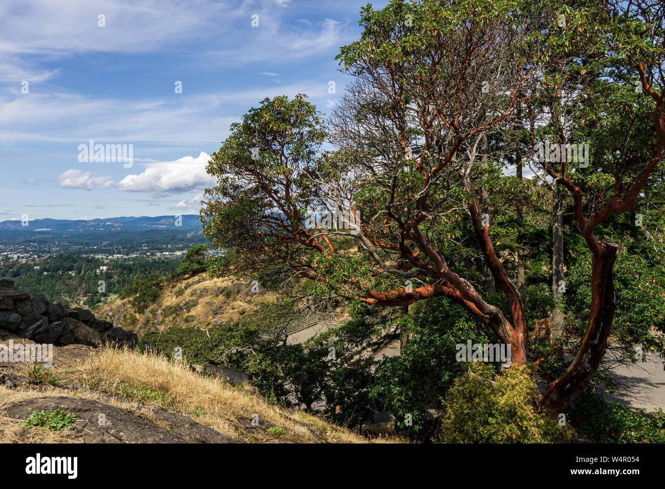 Großer Baum auf dem Gipfel des Berges in Mount Douglas Park Victoria british columbia. Stockfoto