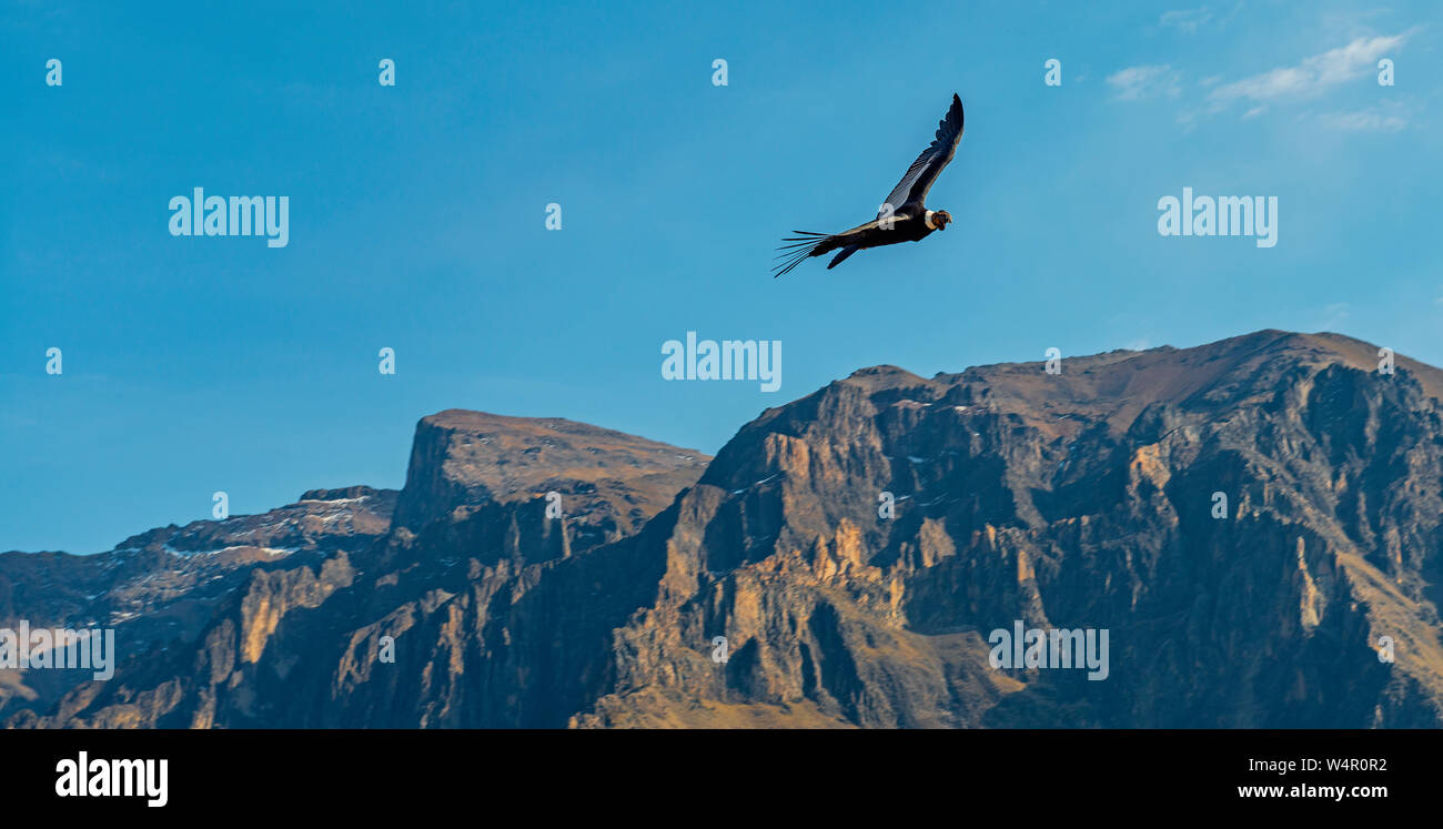 Panorama Foto von einem Anden Condor (Vultur gryphus) über die höchsten Berggipfel der Colca Canyon in der Nähe von Arequipa, Peru fliegen. Stockfoto