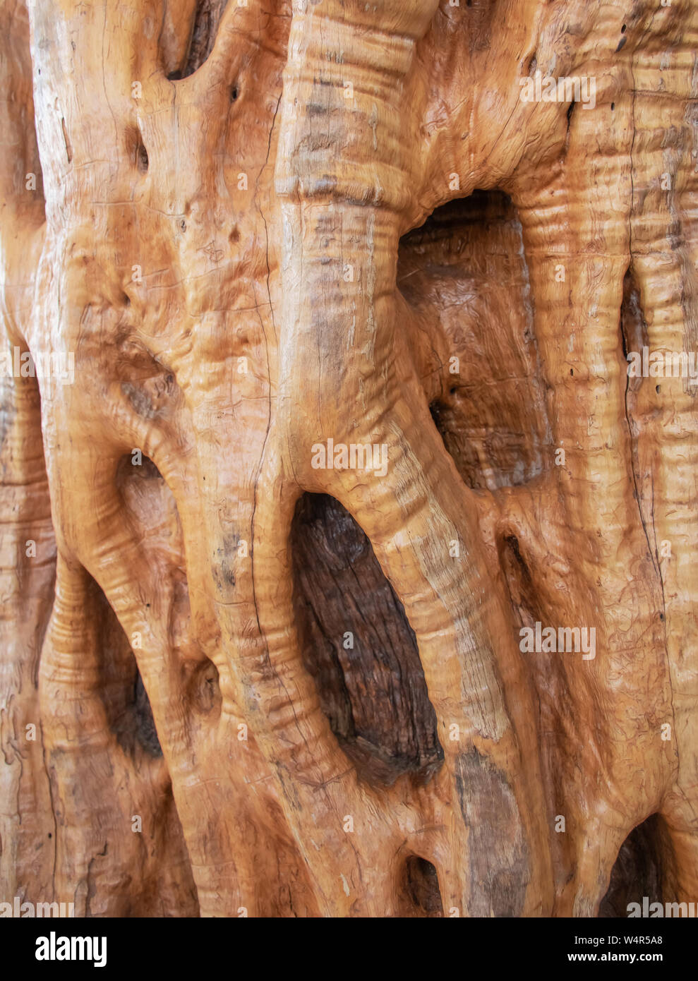 Olivenholz Textur mit schöner Struktur Stockfoto