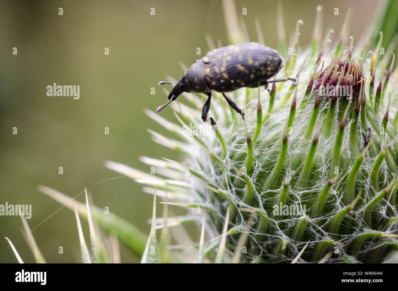 Curculionidae, Makro einer Schnauze Käfer auf einem stacheligen Pflanzen Stockfoto