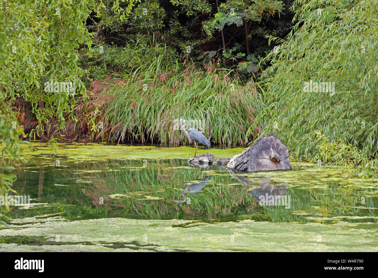 Ein Graureiher steht in einem flachen Teich warten geduldig auf die nächste Mahlzeit. Stockfoto