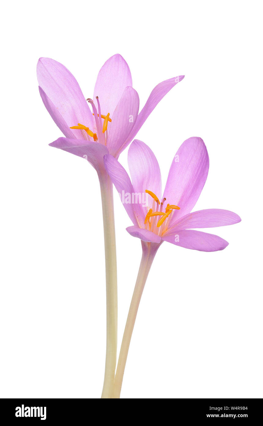 Colchicum autumnale (Herbst Crocus) Blüte auf weißem Hintergrund Stockfoto