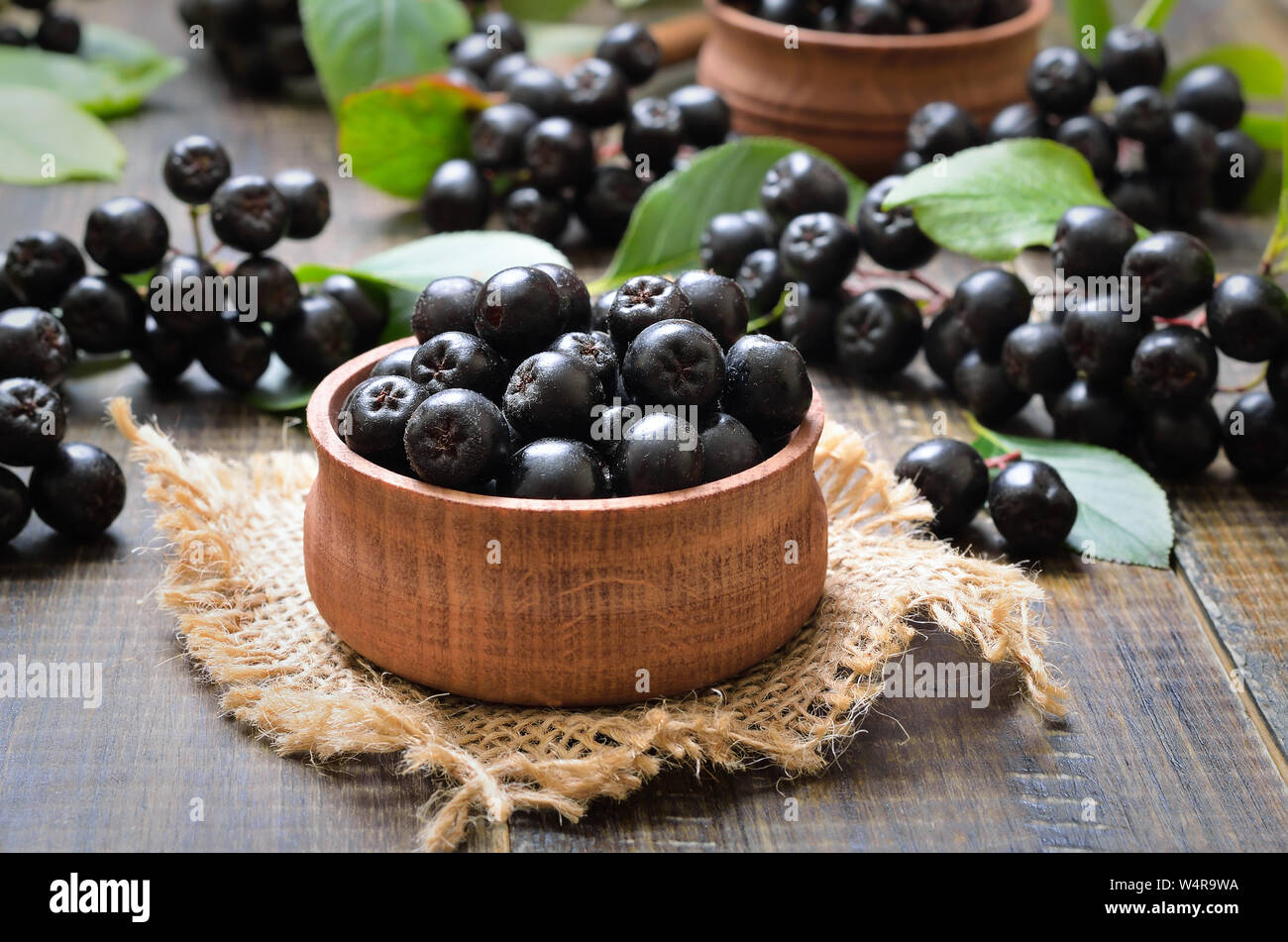 Schwarze Apfelbeere in Houten Stockfoto