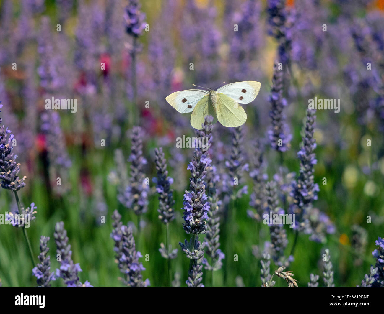Großen weißen Schmetterling Pieris Brassicae Fütterung auf Lavendel Blumen im Garten Stockfoto