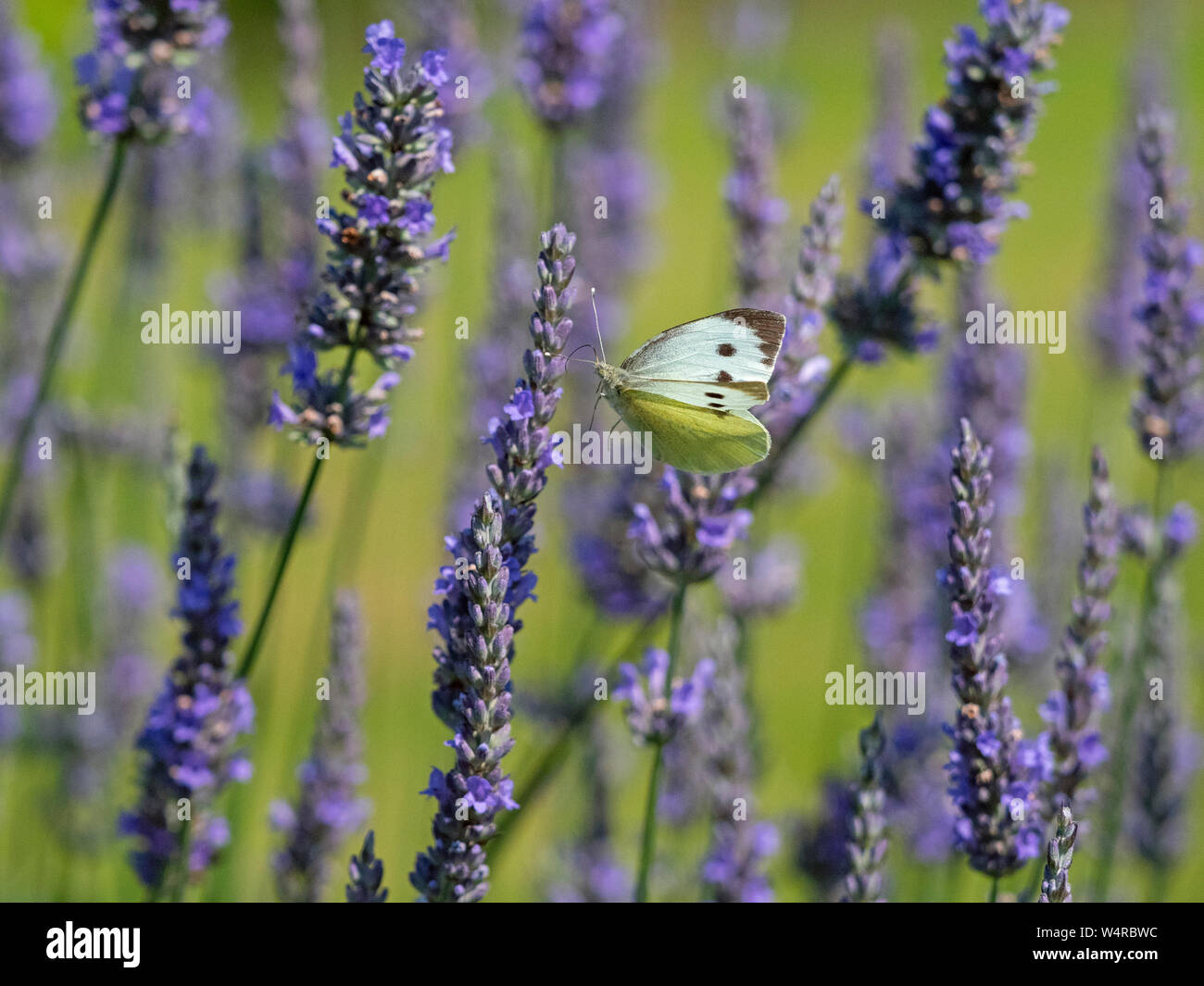 Großen weißen Schmetterling Pieris Brassicae Fütterung auf Lavendel Blumen im Garten Stockfoto