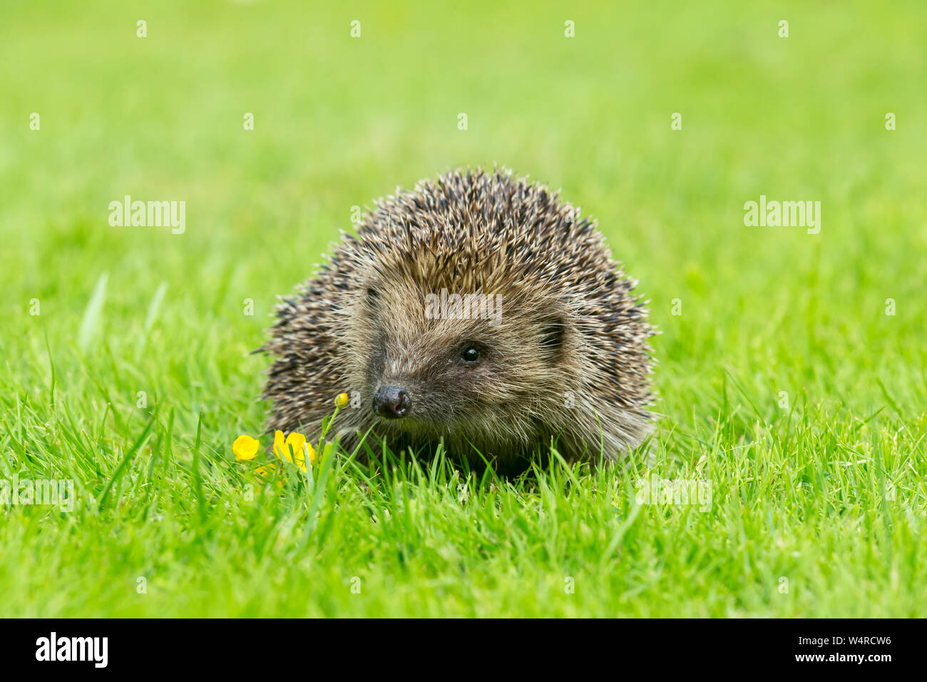 Igel, (Wissenschaftlicher Name: Erinaceus europaeus) in natürlichen Lebensraum Garten mit grünem Gras und gelbe Butterblume. Platz für Kopieren. Stockfoto