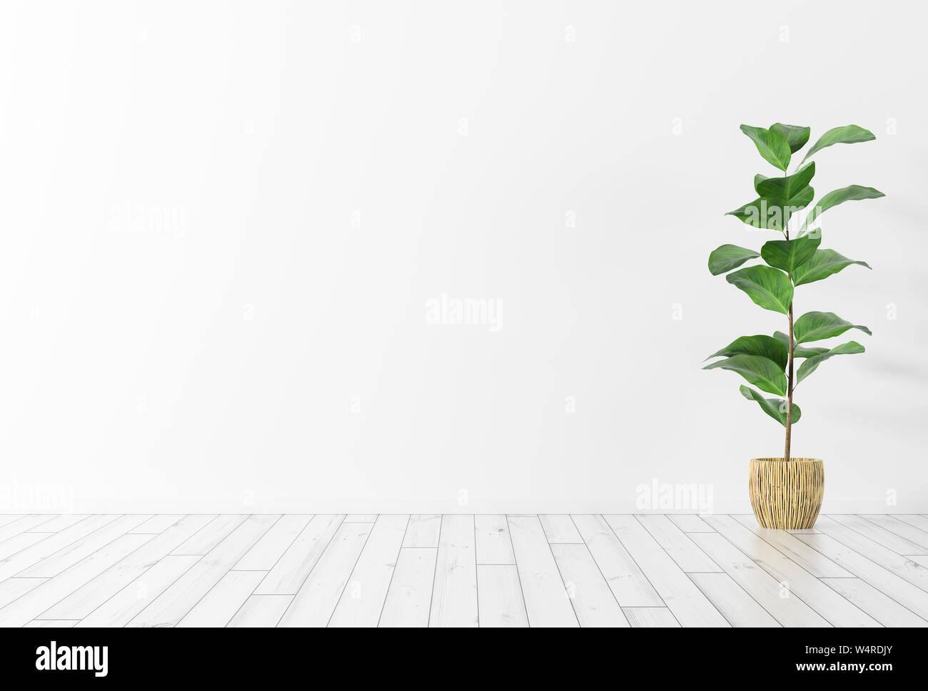 Interieur der Zimmer mit weißen Wänden, Holzfußboden und grüne Pflanze 3D-Rendering Stockfoto