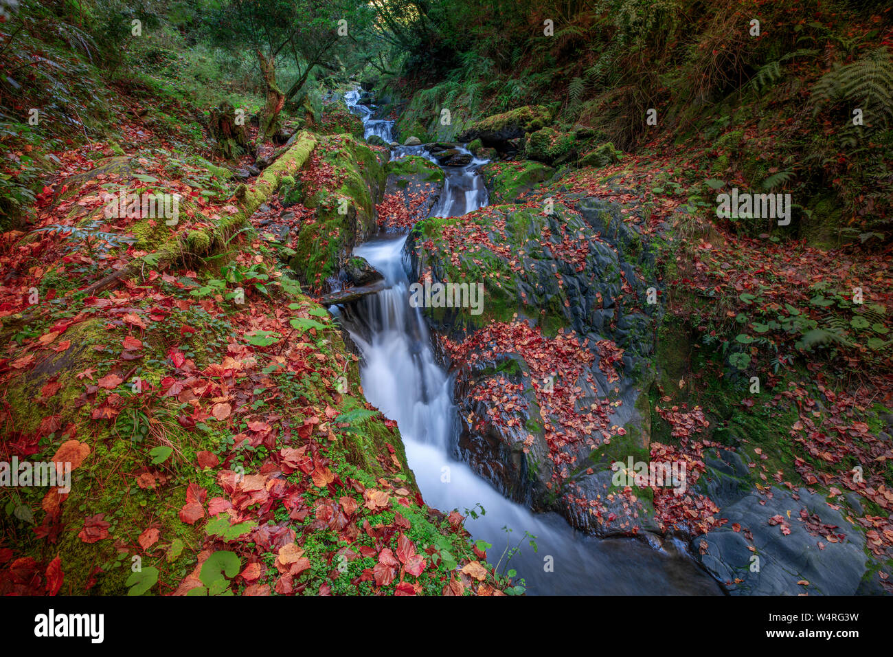 Stream im Herbst Wald, Nantou County, Taiwan Stockfoto