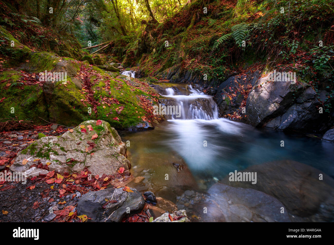 Stream im Herbst Wald, Nantou County, Taiwan Stockfoto