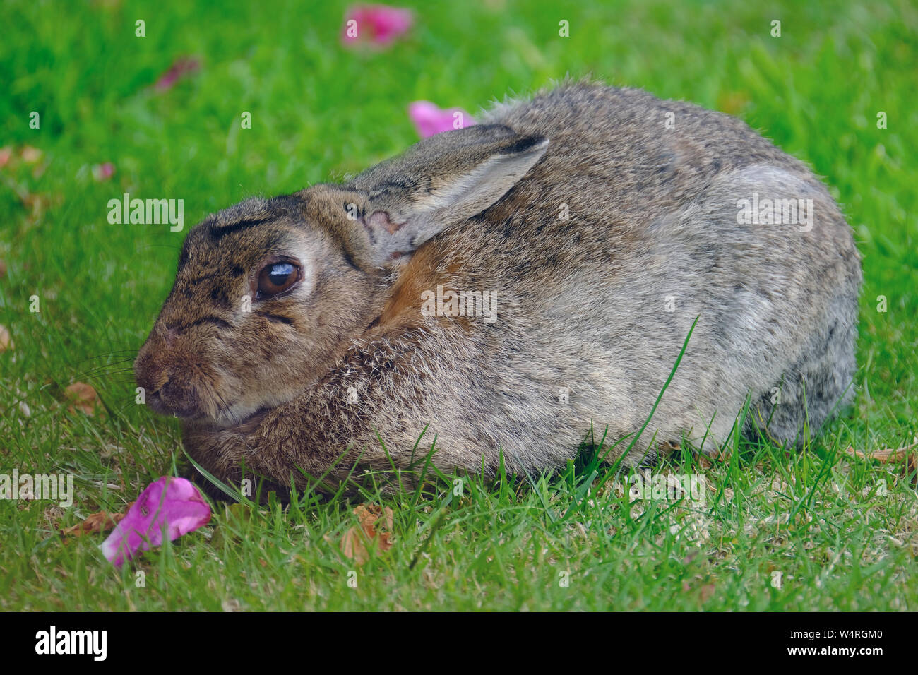 Wilde Kaninchen legen auf das städtische Haus rasen. Stockfoto