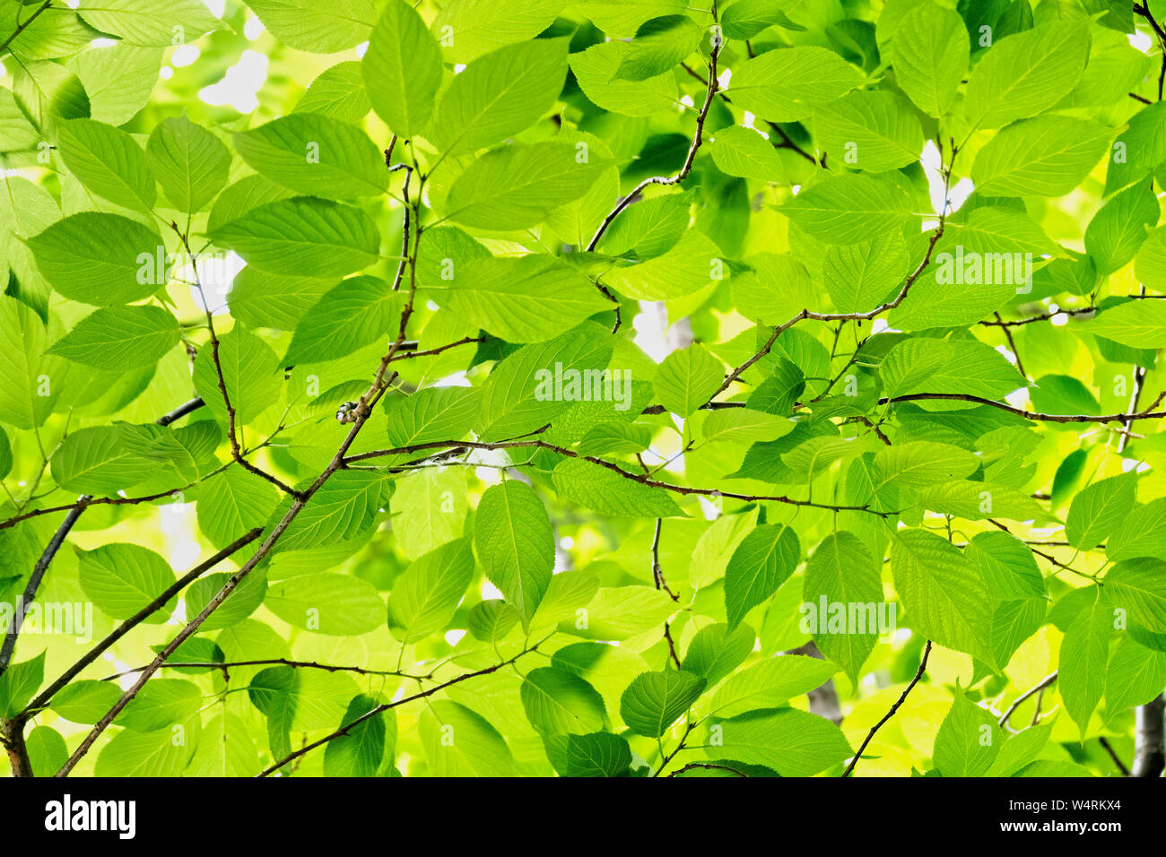 Grüne Blätter auf den Ästen des Baumes, Taipei, Taiwan Stockfoto