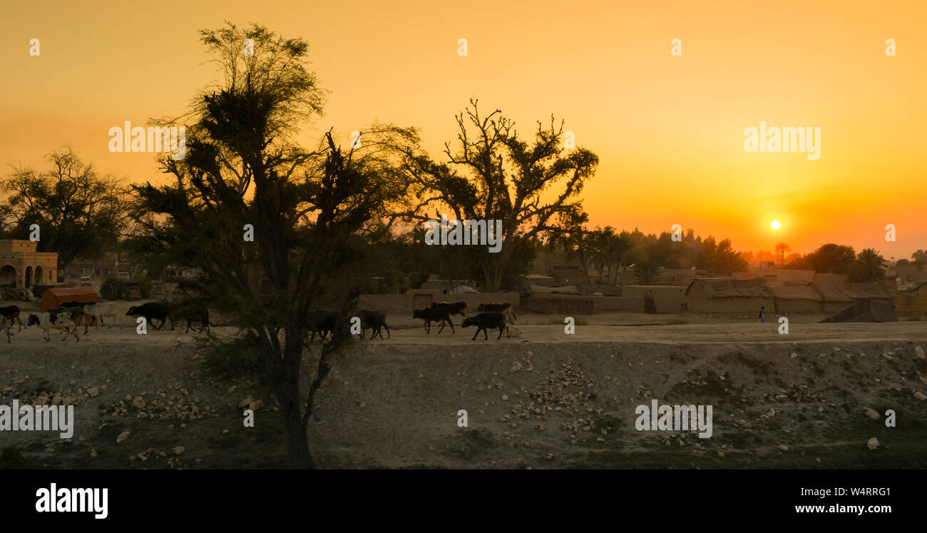 Wunderschöne Landschaft Bild Sonnenuntergang über einem Dorf im Punjab, Pakistan. Bäume, Rinder und Schlamm Häuser Stockfoto