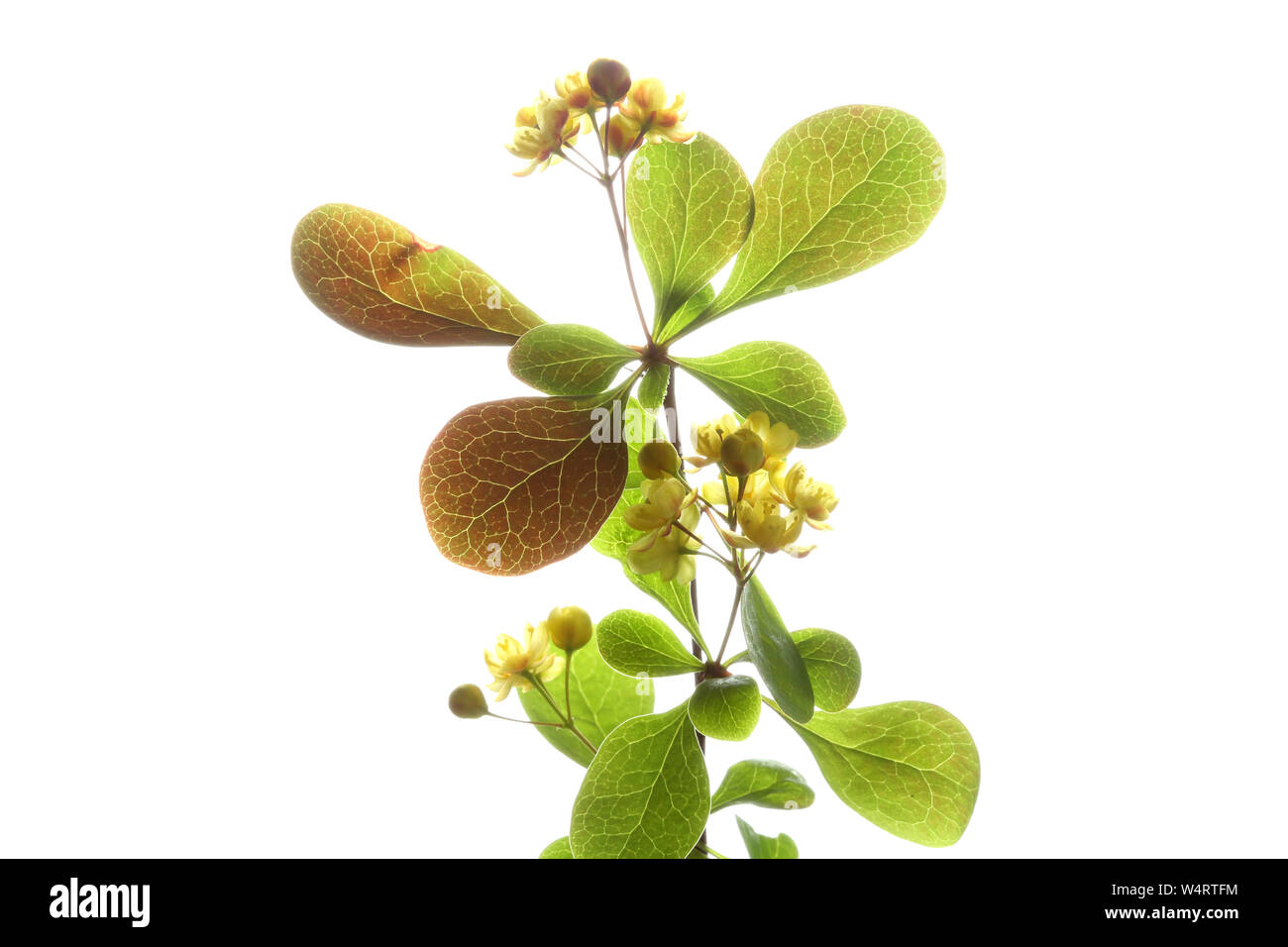 Knospen, Blüten und Blätter eines berberis Anlage Stockfoto