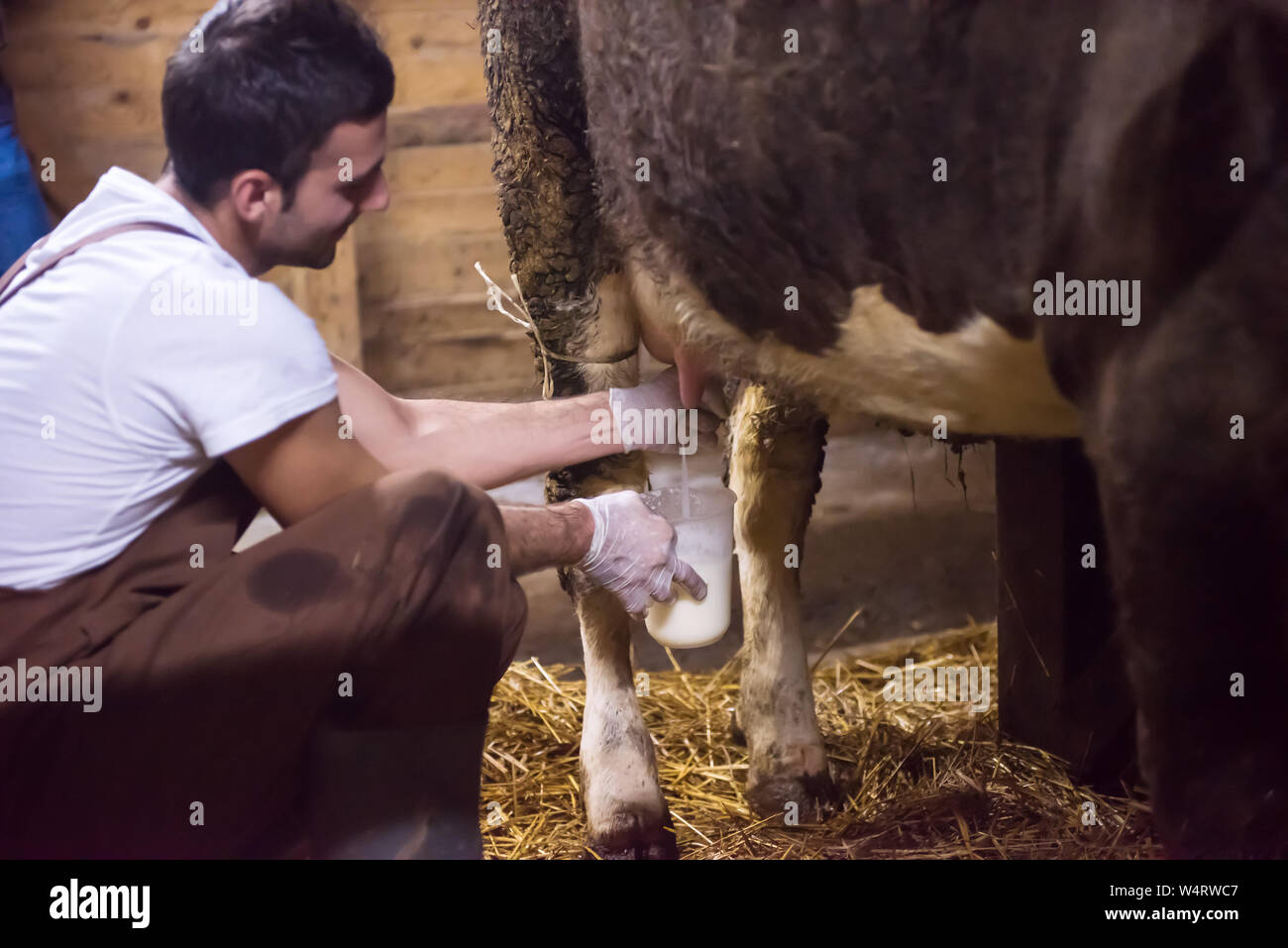 Alltag für die Bauern auf dem Land junge glücklichen Milchkuh Melken von Hand für die Milcherzeugung Stockfoto