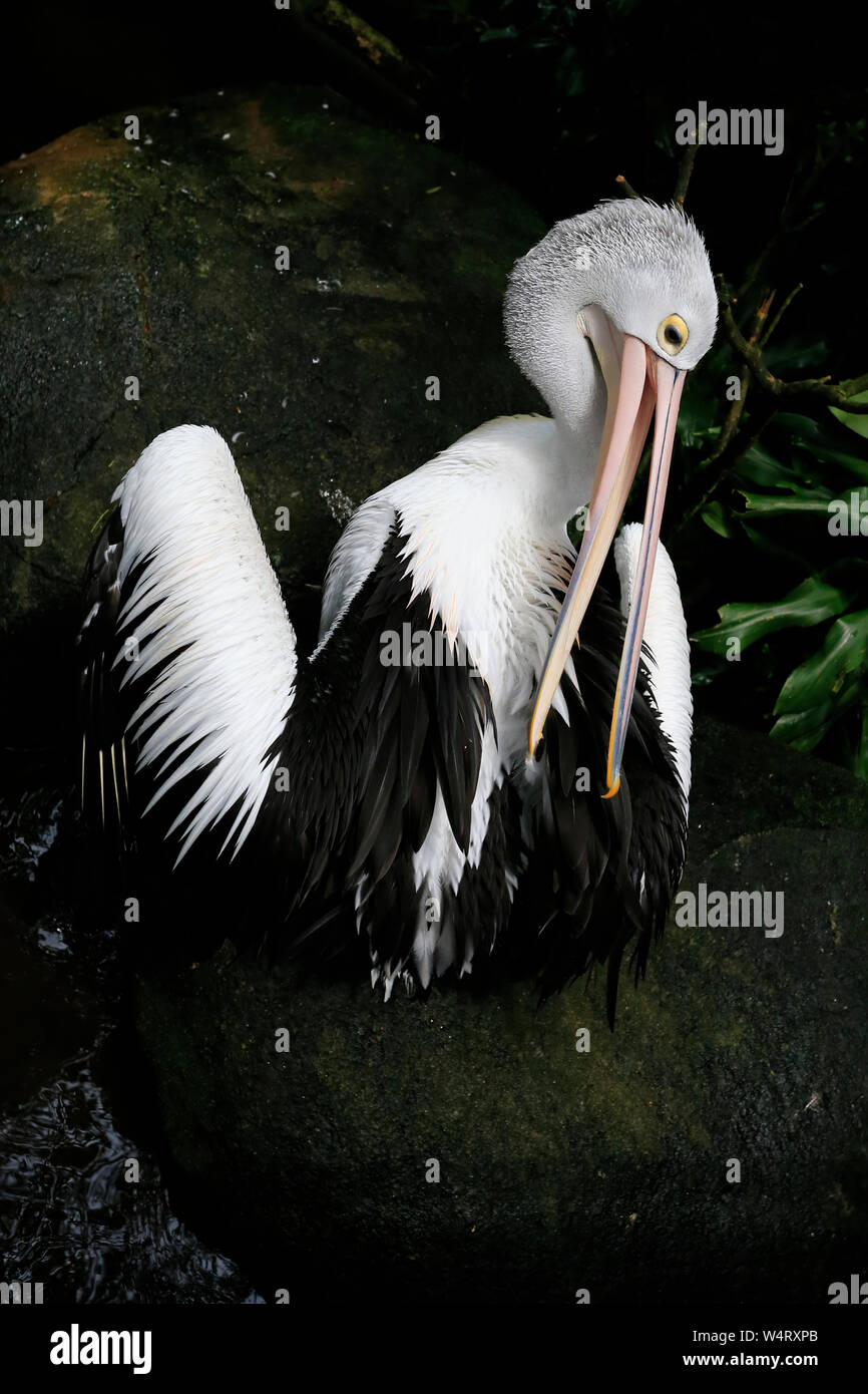 Porträt einer Pelican putzen Federn, Indonesien Stockfoto