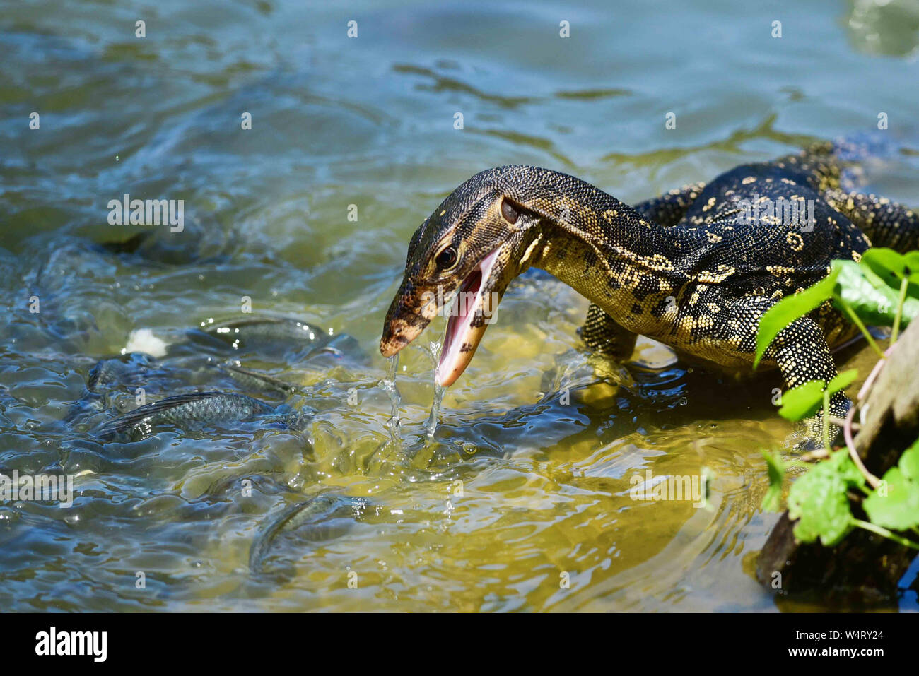 Waran von einem Teich, um Fische zu fangen, Indonesien Stockfoto