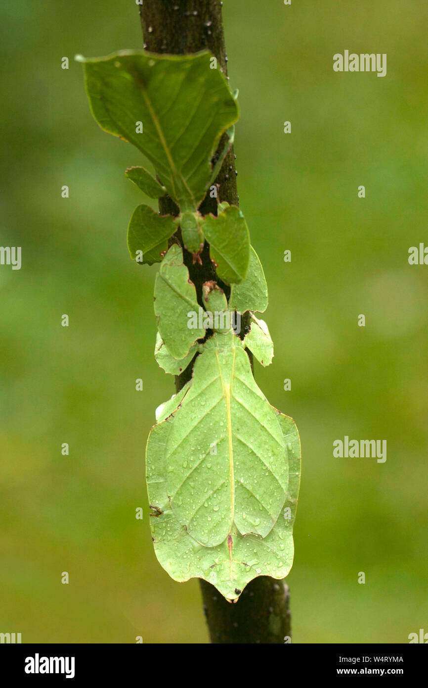 Zwei Blatt mantis auf einem Zweig, Indonesien Stockfoto