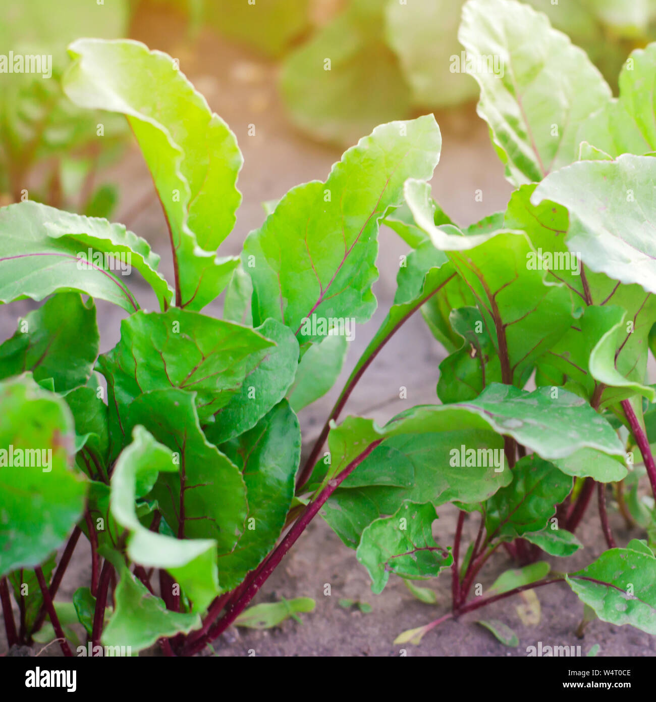 Frische junge Rote Rüben wachsen im Garten. grüne Blätter. Nützliche Gemüse und Vitamine. Landwirtschaft Stockfoto