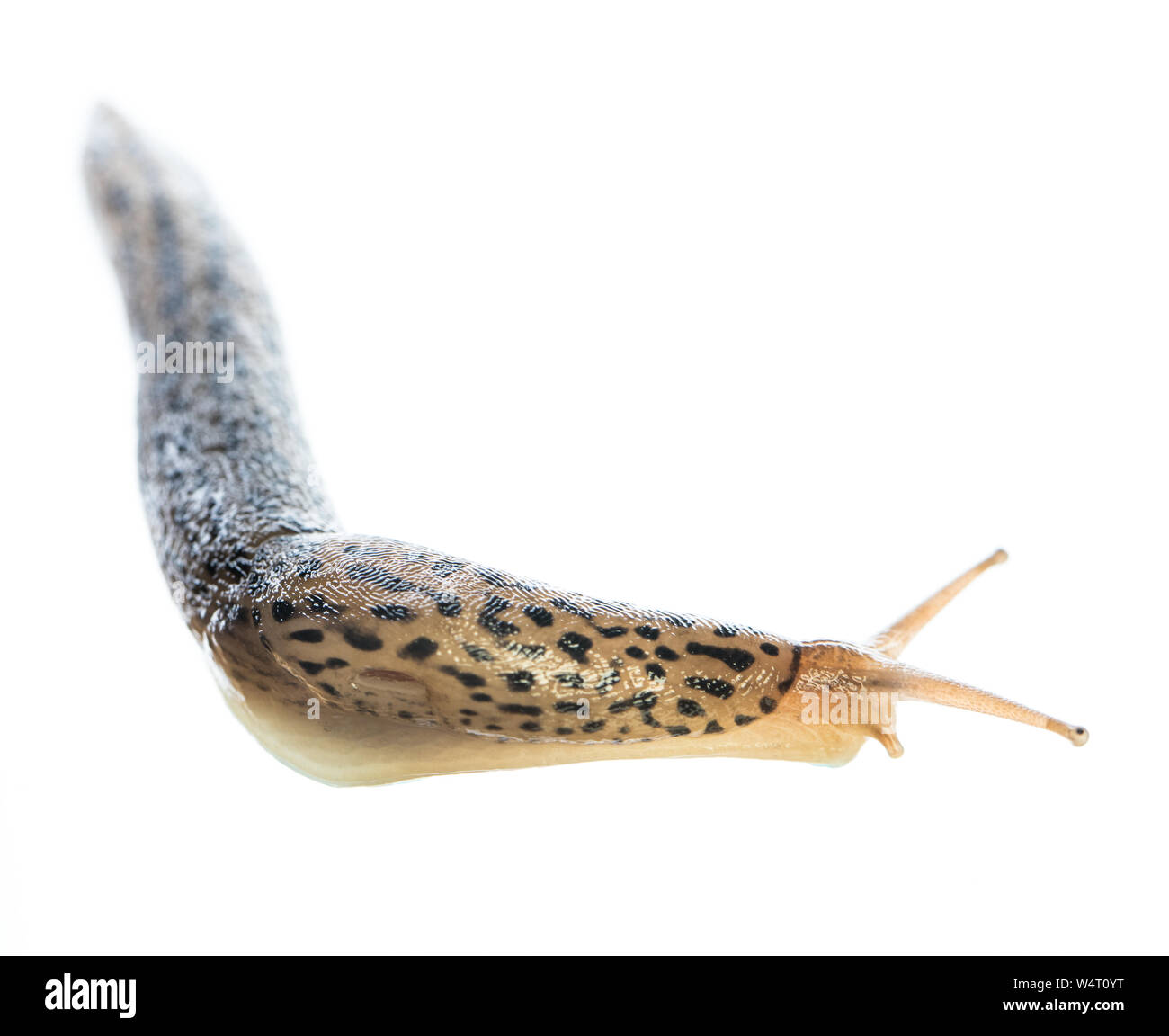 Leopard slug (Limax maximus) lebendig auf weißem Hintergrund kriecht um die Ecke Stockfoto