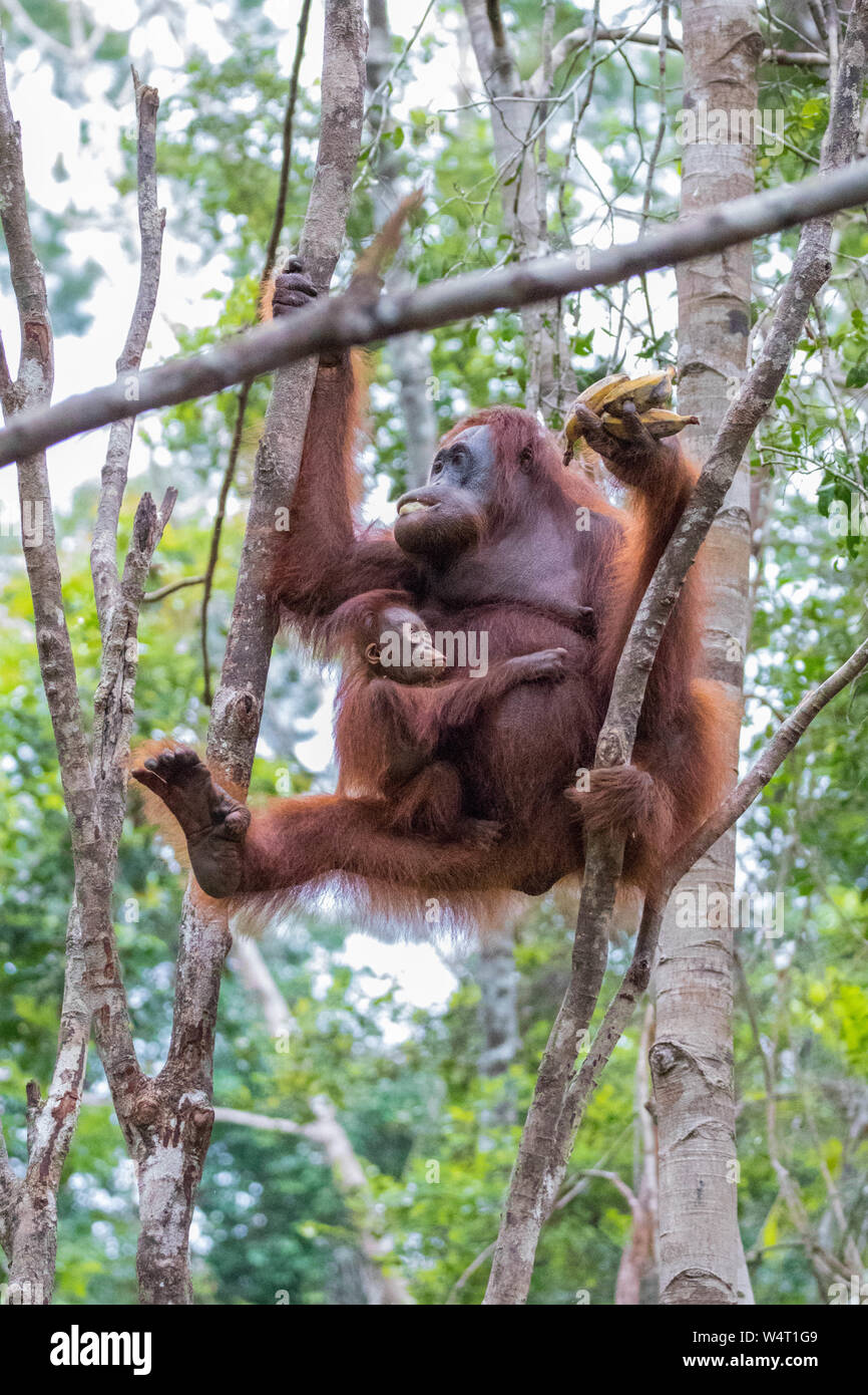 Orang-utan in den Bäumen mit ihren kleinen, Indonesien Stockfoto