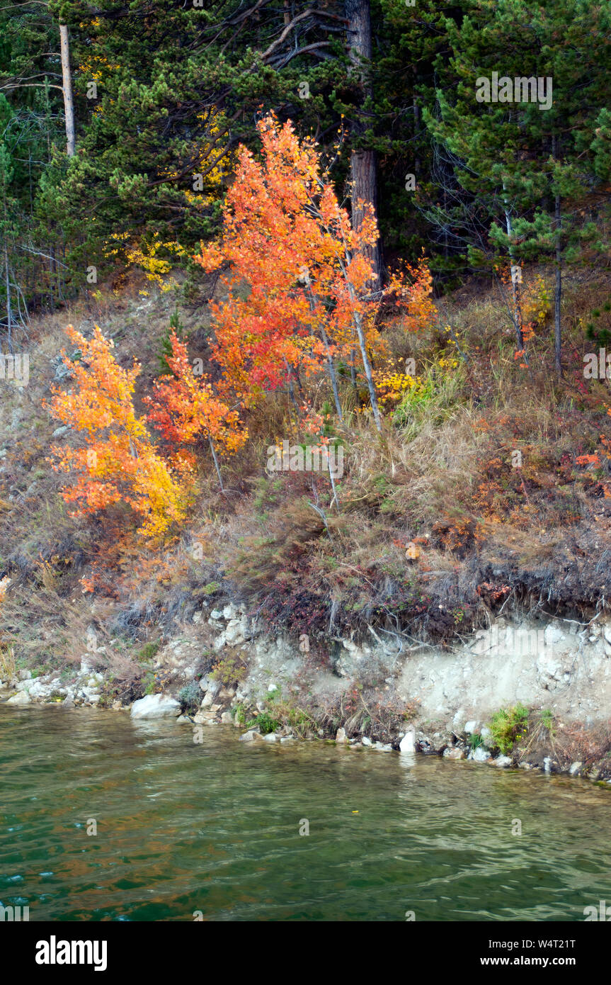 Baikalsee Russland, Herbst Blätter orange Birke auf Water's Edge von Snake Bay Stockfoto