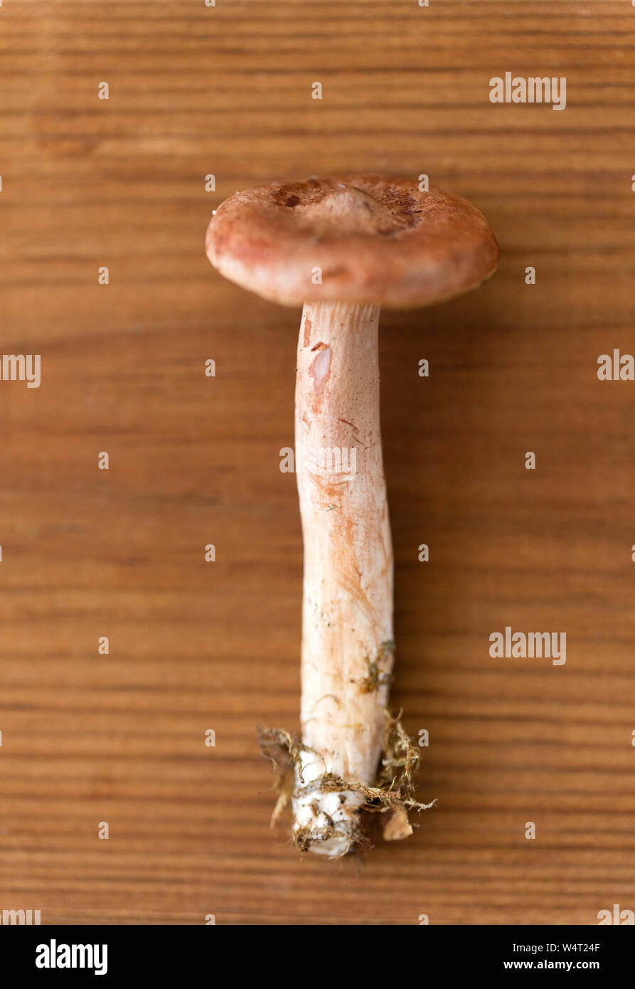 Lactarius rufus Pilz auf Holz- Hintergrund Stockfoto