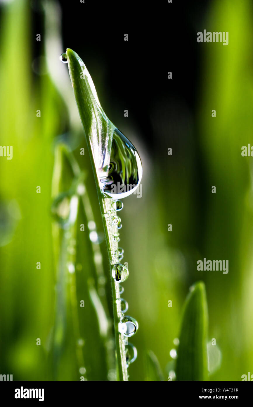 Nahaufnahme von Regenwasser Tröpfchen auf Blades von frischem Wheatgrass. Stockfoto