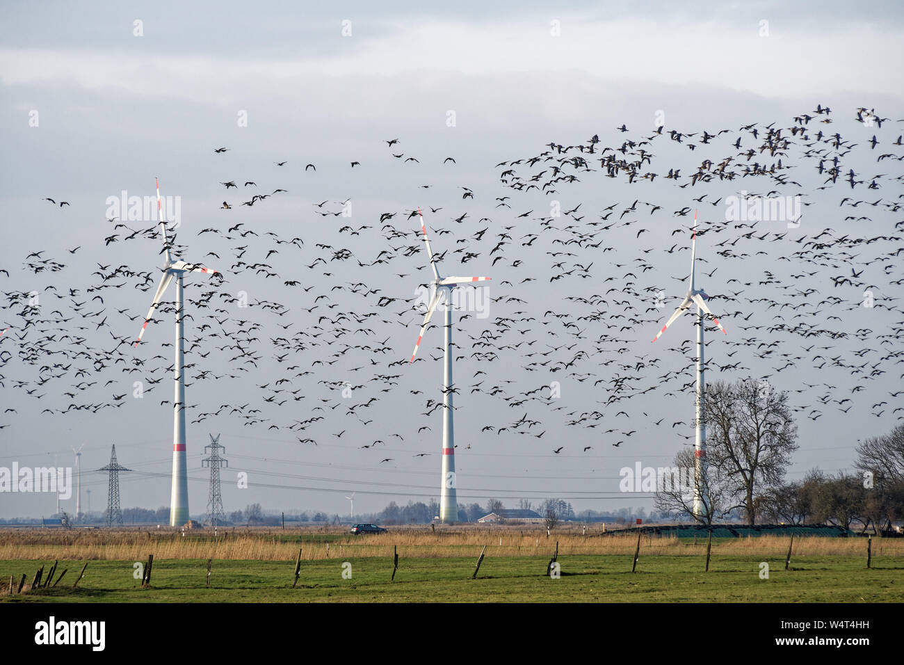 Herde von Nonnengänsen fliegen Vergangenheit einen Windpark, Ostfriesland, Niedersachsen, Deutschland Stockfoto