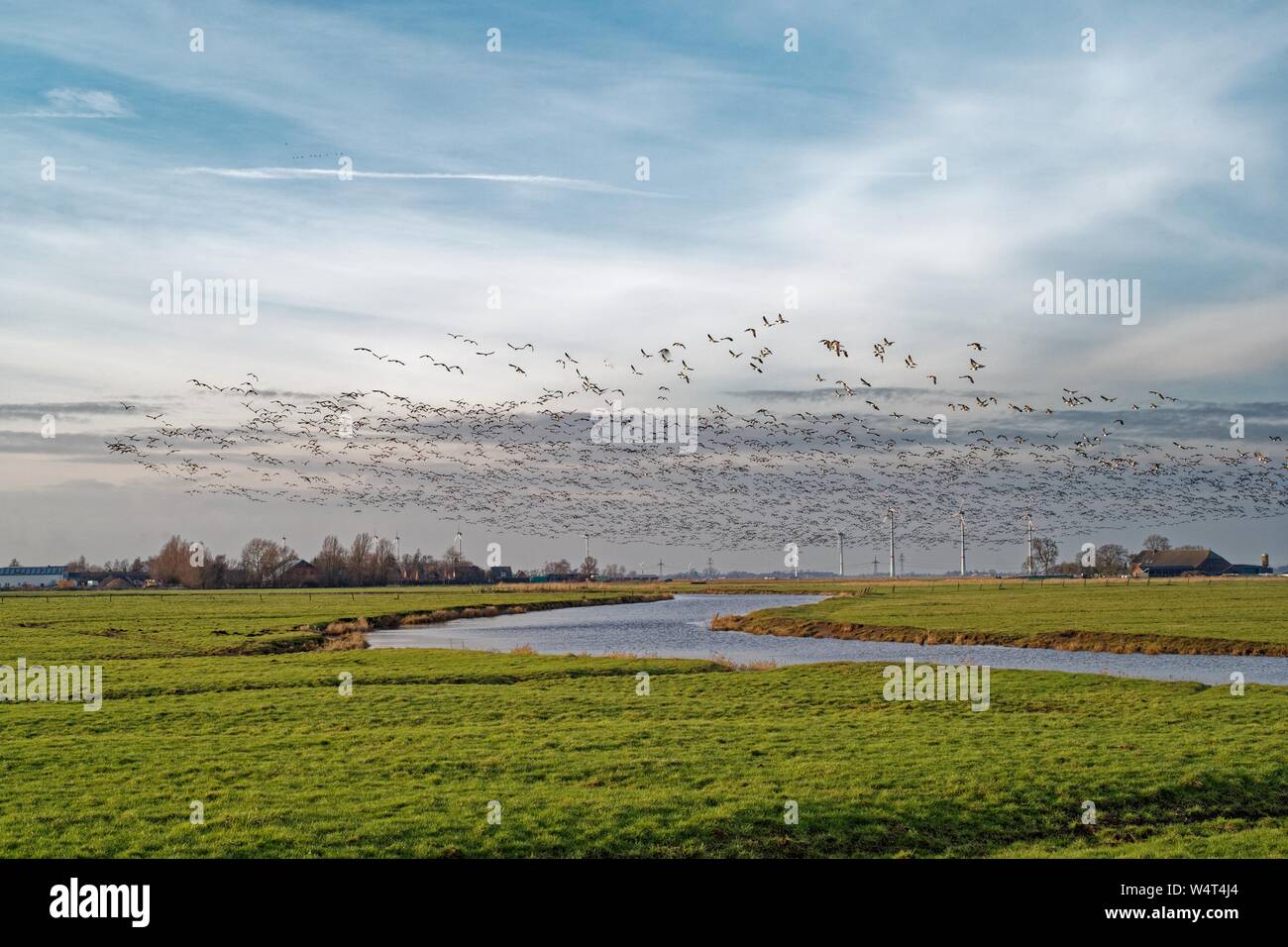 Herde von Nonnengänsen über den Fluss fliegen, Ostfriesland, Niedersachsen, Deutschland Stockfoto