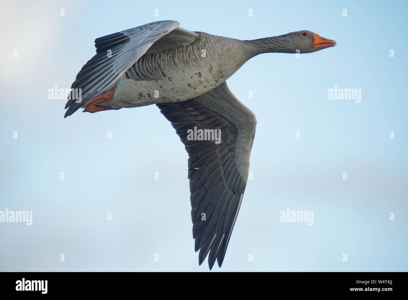 Grey Goose im Flug, Ostfriesland, Niedersachsen, Deutschland Stockfoto