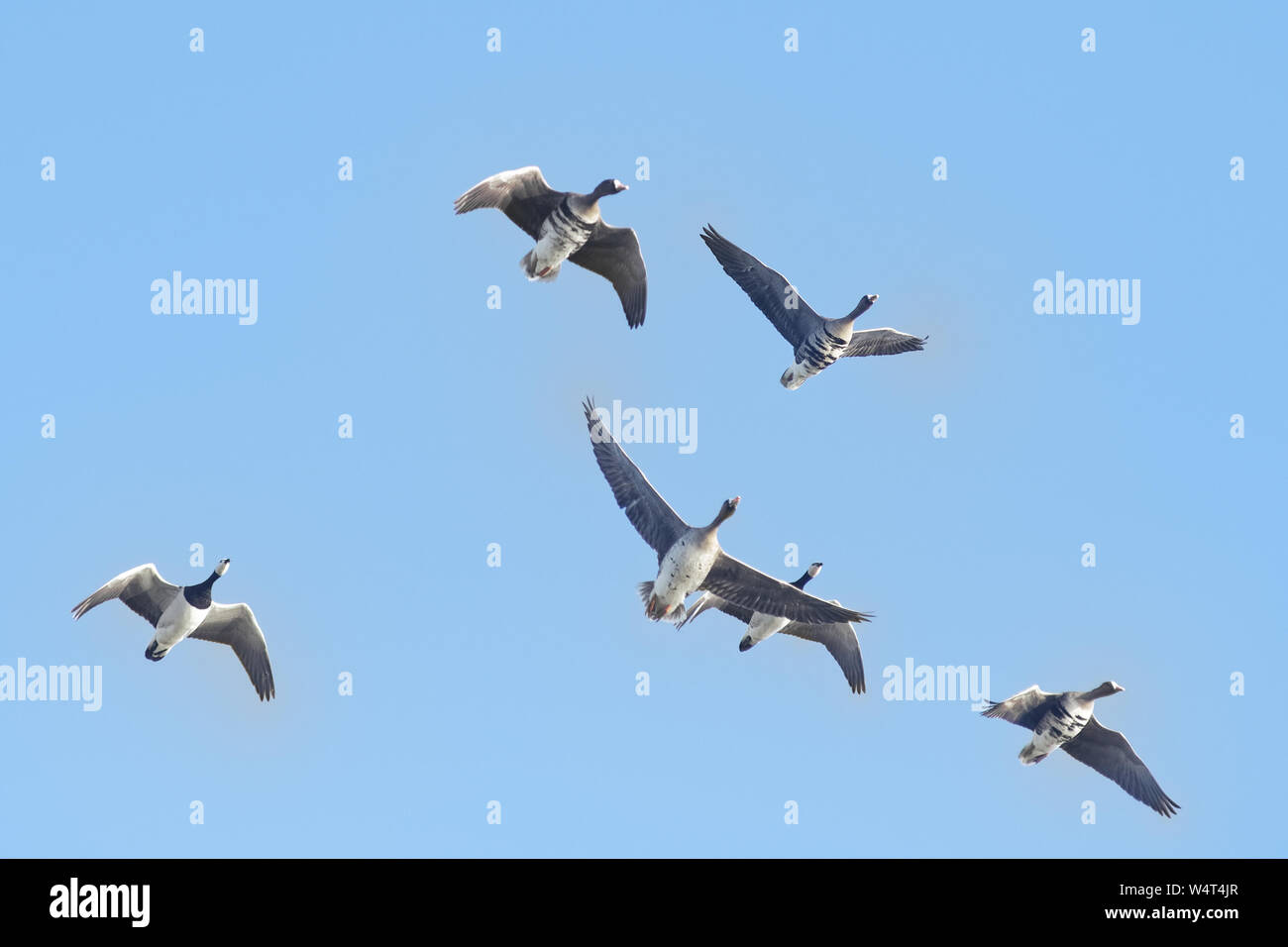 Grey Goose und Nonnengänse im Flug, Ostfriesland, Niedersachsen, Deutschland Stockfoto