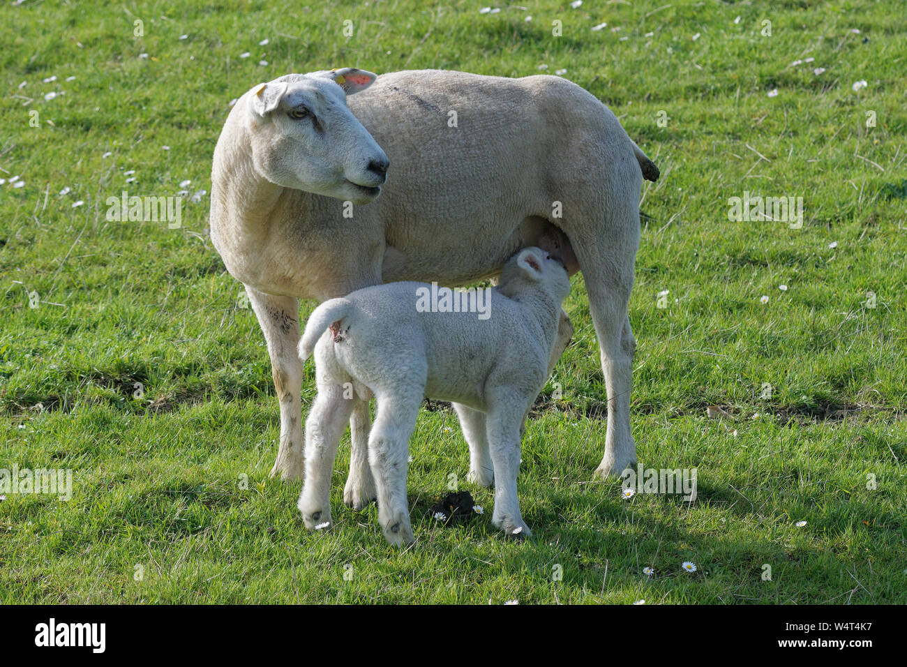 Mutterschaf und Lamm Säugling, Ostfriesland, Niedersachsen, Deutschland Stockfoto