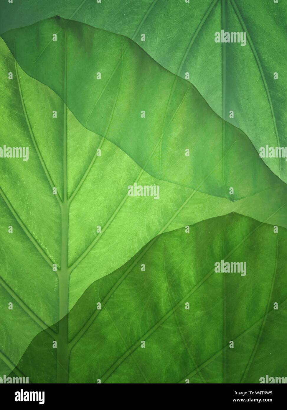 In der Nähe von grünen Blättern, Südkorea Stockfoto