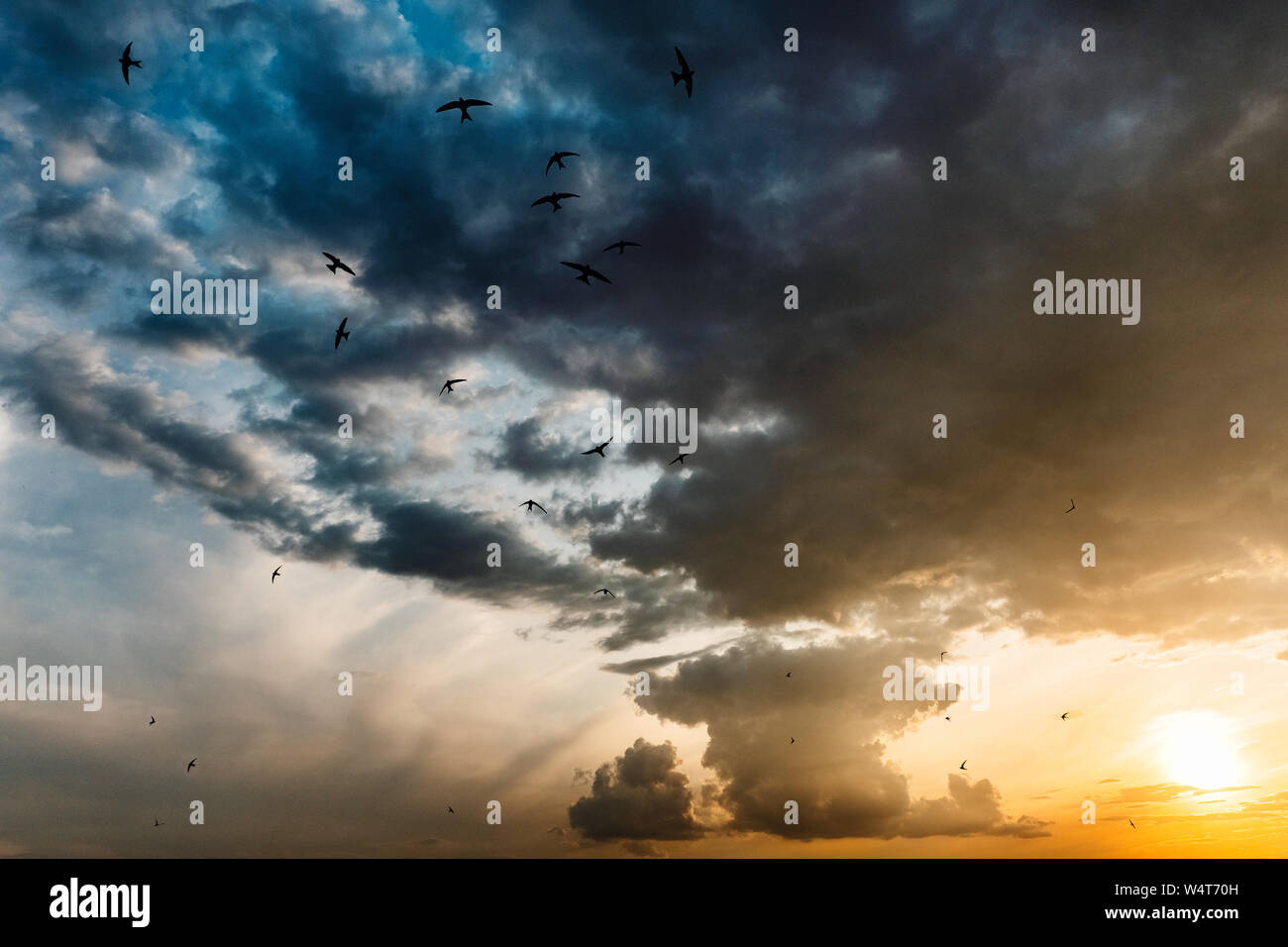 Schonen Sonnenuntergang Geeignet Fur Handy Bildschirmschoner Oder Hintergrund Bild Mit Den Schwalben Stockfotografie Alamy
