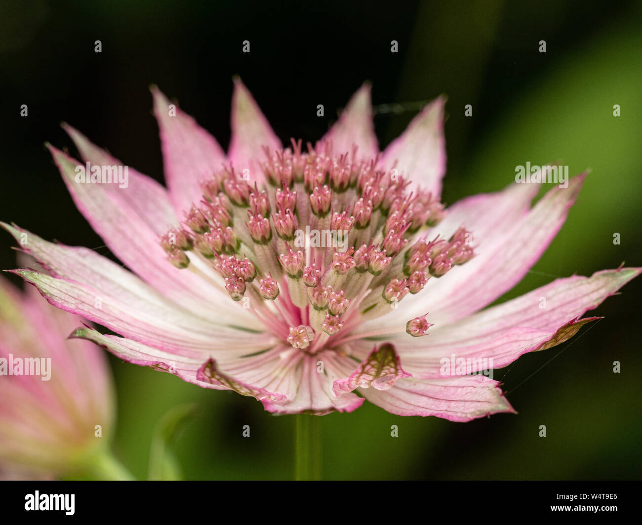 Eine enge uo einer einzelnen Blume des Astrantia Roma Stockfoto