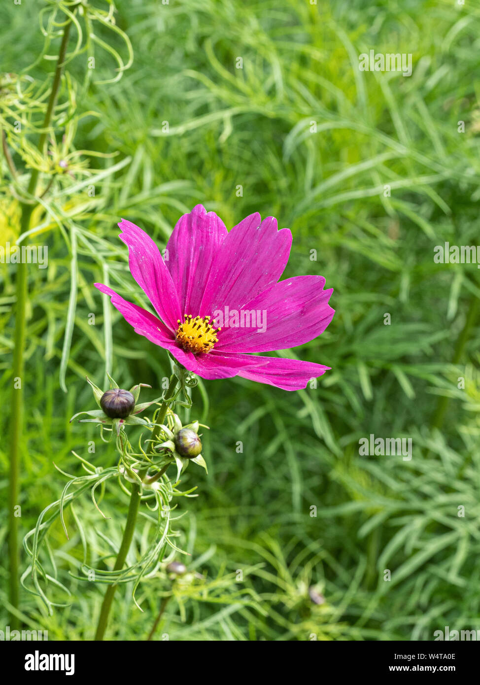 Eine einzige pink Kosmos Blume vor dem Hintergrund Laub Stockfoto