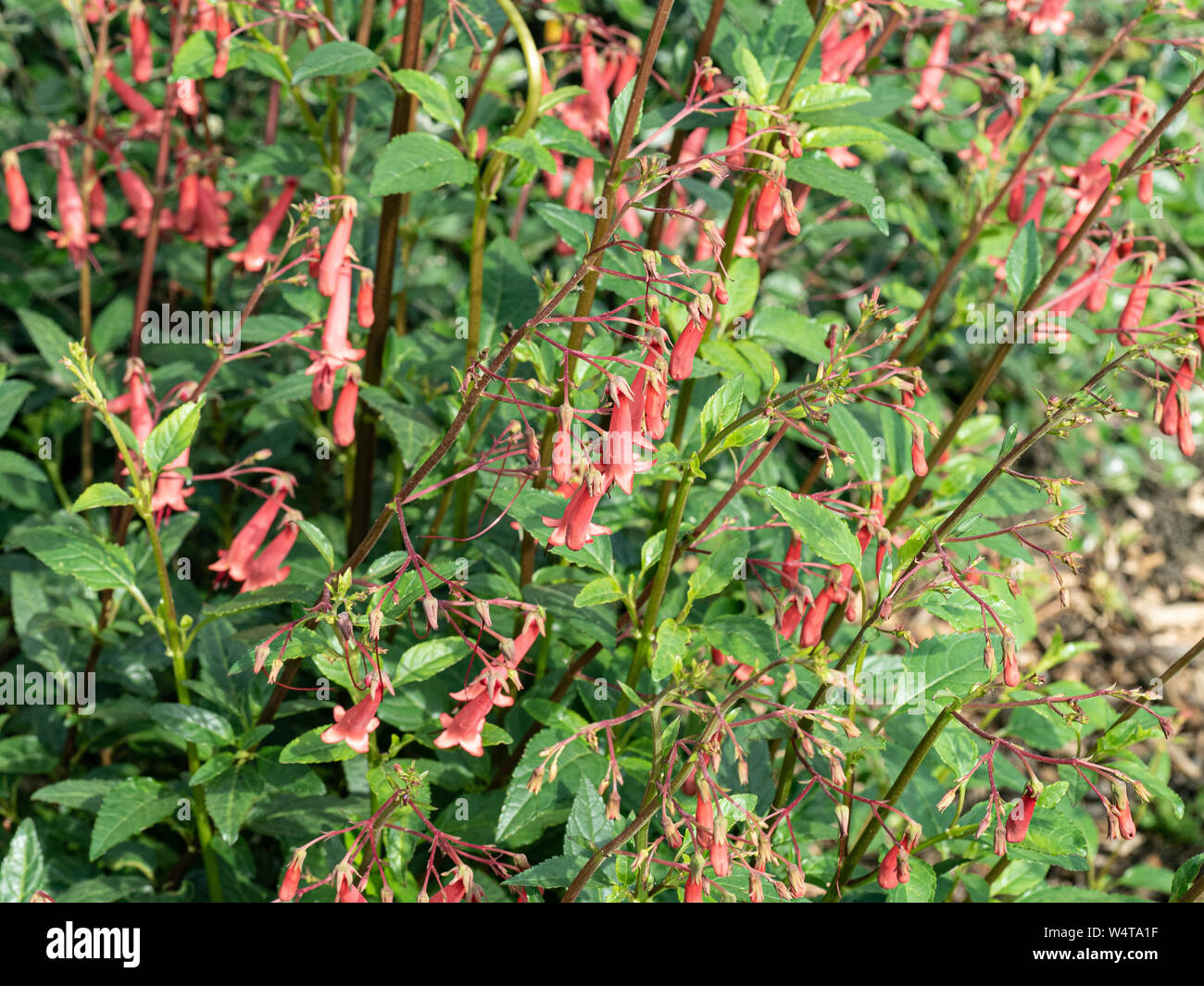 Die rote Trompete geformte Blüten der Physostegia Teufel Tränen Stockfoto