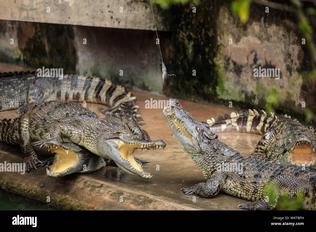 Saigon, Vietnam vom 25. Juli 2019 Touristen und Einheimischen besucht Die Crocodile Farm, den Tag der Eröffnung. An einem regnerischen Tag Leute kommen die Tiere, Kröten, Schlangen, riesige Stachelschweine zu sehen, in der Krokodilfarm, Kinder erfreut, in der Fütterung der Krokodile mit großen Pole mit einem Fisch. Die Farm, neben den Mekong Fluss in Saigon, bleiben geöffnet, bis Ende September für Besucher. Paul Quezada-Neiman/Alamy leben Nachrichten Stockfoto